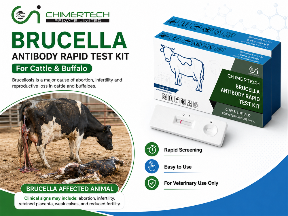 Bovine Brucella Milk Antibody Rapid Test Strip for Cattle and Buffalo