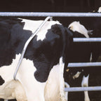 Anti Kick Bar for Dairy Cattle Safety | Chimertech